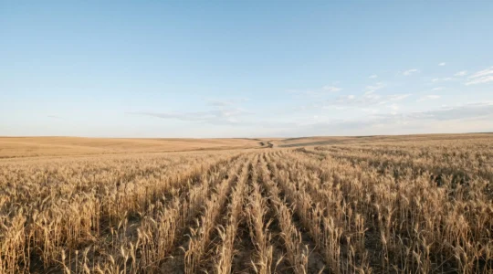 Vue large d'un champ de céréales sous climat sec avec ciel clair et espace négatif