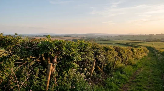 Haie champêtre en gestion durable avec branches taillées valorisables en plaquettes bois-énergie