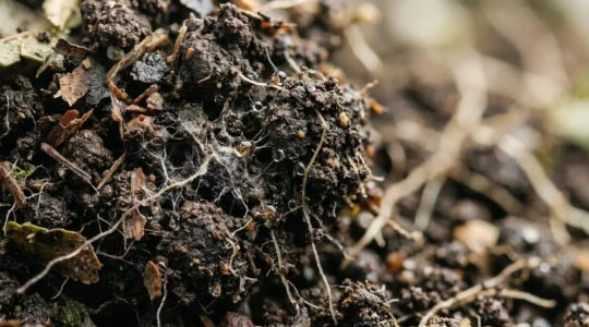 Vue macro détaillée de la structure vivante d'un sol agricole en cours de régénération biologique