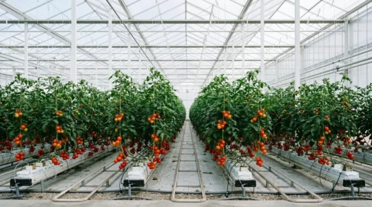 Installation de culture hydroponique de tomates avec goutte-à-goutte et système de nutrition contrôlée