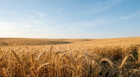 Scène agricole montrant des épis de blé à maturité en gros plan avec profondeur de champ